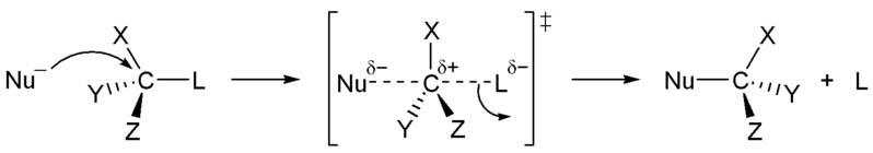 SN2 reaction showing concerted, bimolecular participation of nucleophile and leaving group.